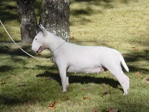 ingrijire Bull Terrier, de boală și de formare, caracterul și preț