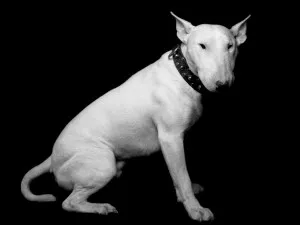ingrijire Bull Terrier, de boală și de formare, caracterul și preț