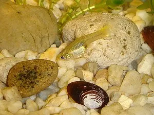 Ce pentru a hrăni guppy prăjește și practicile de hrănire din primele minute ale vieții