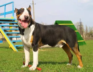 ingrijire Bull Terrier, de boală și de formare, caracterul și preț