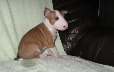Bull Terrier Caracteristici de rasa, istorie, fotografii și recenzii ale proprietarilor