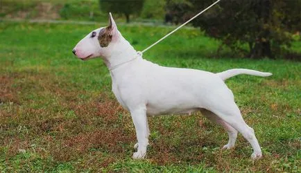 Bull Terrier Caracteristici de rasa, istorie, fotografii și recenzii ale proprietarilor
