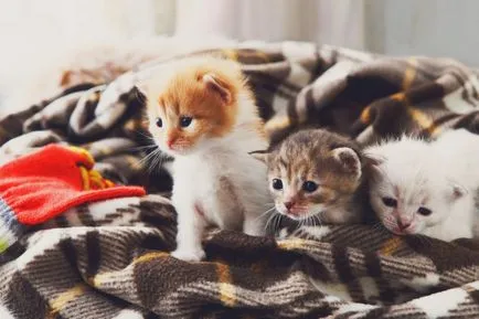 Ce să se hrănească un pisoi de 2 luni - gătit acasă (a lunii) Ce să se hrănească un pisoi de 2 luni - acasă de gătit