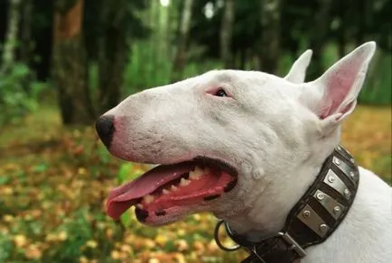 Descrierea detaliată a rasei Bull Terrier, cu fotografii și video (minibul) Descrierea detaliată a rasei Bull Terrier cu fotografii și video