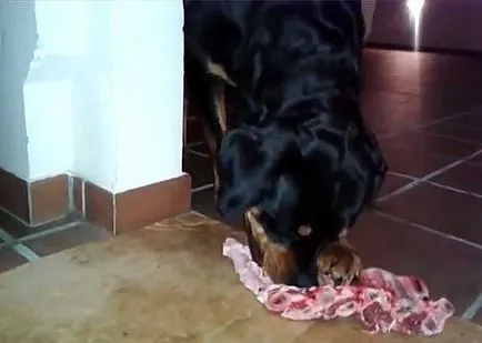 Ce să se hrănească un Rottweiler, cum să se hrănească Rottweiler (foto)