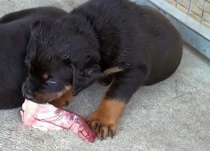 Ce să se hrănească un Rottweiler, cum să se hrănească Rottweiler (foto)