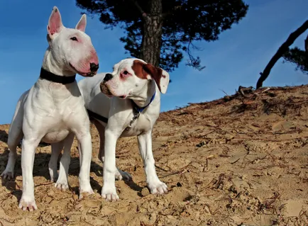 Descrierea detaliată a rasei Bull Terrier, cu fotografii și video (lingourilor) Descrierea detaliată a rasei Bull Terrier cu fotografii și video