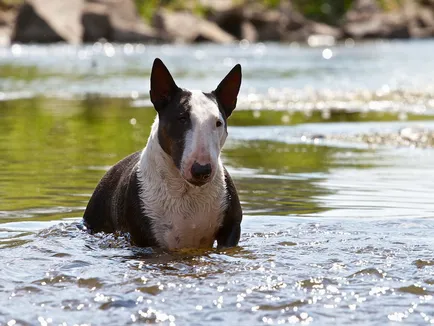 Descrierea detaliată a rasei Bull Terrier, cu fotografii și video (foto) Descrierea detaliată a rasei Bull Terrier cu fotografii și video