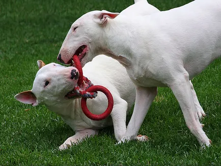 Descrierea detaliată a rasei Bull Terrier, cu fotografii și video (Bull Terrier) Descrierea detaliată a rasei Bull Terrier cu fotografii și video