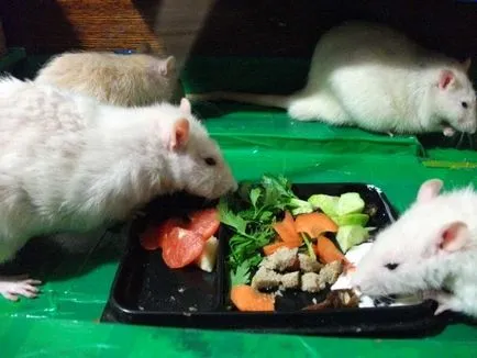 Ce să se hrănească un șobolan pentru animale de companie