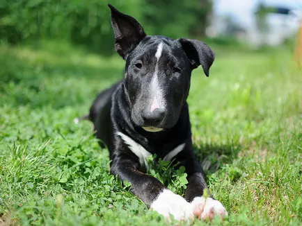 Descrierea detaliată a rasei Bull Terrier, cu fotografii și video (mini Bull Terrier) Descrierea detaliată a rasei Bull Terrier cu fotografii și video
