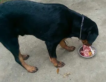 Ce să se hrănească un Rottweiler, cum să se hrănească Rottweiler (foto)