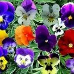 Scurgerea de alimentare în timpul înfloririi și rodirea, întrebări și răspunsuri (fructoase) Scurgerea de alimentare în timpul înfloririi și rodirea, întrebări și răspunsuri