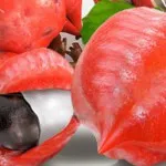 Scurgerea de alimentare în timpul înfloririi și rodirea, întrebări și răspunsuri (fructoase) Scurgerea de alimentare în timpul înfloririi și rodirea, întrebări și răspunsuri