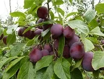 Scurgerea de alimentare în timpul înfloririi și rodirea, întrebări și răspunsuri (fructoase) Scurgerea de alimentare în timpul înfloririi și rodirea, întrebări și răspunsuri