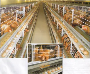 Nevoia de a hrăni găinile ouătoare la sfaturi și trucuri de acasă
