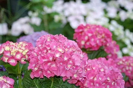 Hortensie, hrana pentru animale în problemele femeilor primavara, vara si toamna
