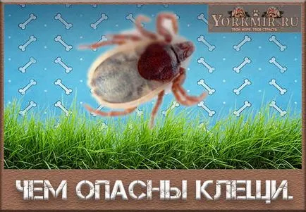 Căpușele sunt periculoase pentru câini decât înțepătura de căpușă periculoase