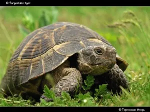 Turtle la domiciliu - consiliere veterinar (poate provoca boli de broască țestoasă) Turtle la domiciliu - sfatul unui medic veterinar