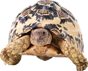 Turtle la domiciliu - consiliere veterinar (poate provoca boala) Turtle la domiciliu - sfatul unui medic veterinar