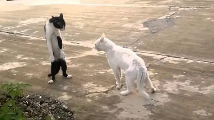 Ce se poate face în cazul în care o pisica lupta unul cu celălalt (fiecare) Ce se poate face în cazul în care o pisica lupta unul cu celălalt