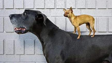Chihuahua jefuitor mici