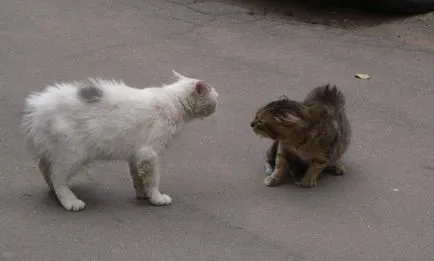 Ce se poate face în cazul în care o pisica lupta unul cu altul (altele) Ce se poate face în cazul în care o pisica lupta unul cu celălalt