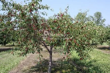 Cherry - plantarea și îngrijirea de udare, plivire, decupare (plantare) Cherry - plantarea și îngrijirea de udare, plivit, tăierea