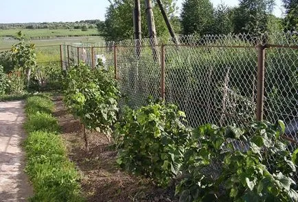 plantare negru coacăz și îngrijirea arbuști din țară (coacăz negru de îngrijire de plantare cum să planteze cultivarea) plantare coacăz negru și îngrijirea arbuști din țară