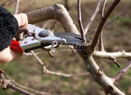Cherry - plantarea și îngrijirea de udare, plivit, tăierea (îngrijire) Cherry - plantarea și îngrijirea de udare, plivit, tăierea