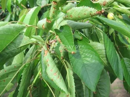 Cherry - plantarea și îngrijirea de udare, plivit, tăierea (îngrijire) Cherry - plantarea și îngrijirea de udare, plivit, tăierea