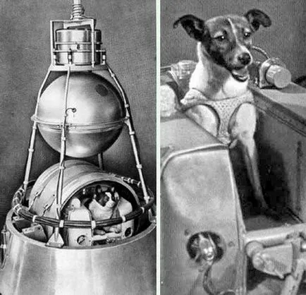 Astronauții cu patru picioare