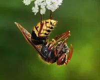 Ce să fac dacă muscat de un Hornet