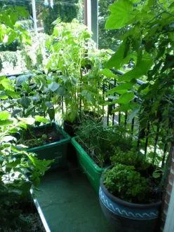 Ceea ce pot fi cultivate pe balcon iarna, vara (iarna) Ceea ce pot fi cultivate pe balcon în timpul iernii, de vară