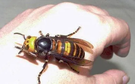 Ce să fac dacă muscat de un Hornet