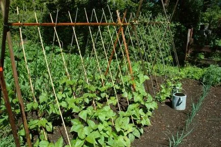 Acest lucru poate fi plantate după rotația culturilor de tomate la locul cu roșii