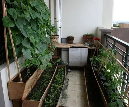 Ceea ce pot fi cultivate pe balcon în timpul iernii, în vara (vara) Ceea ce pot fi cultivate pe balcon în timpul iernii, de vară
