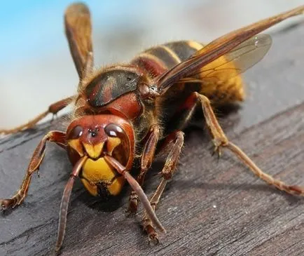 Ce să fac dacă muscat de un Hornet