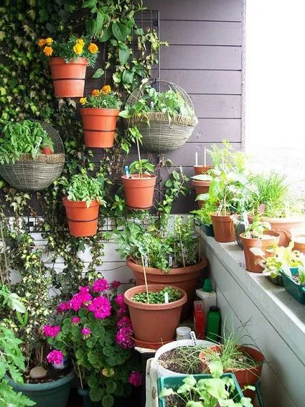 Ceea ce pot fi cultivate pe balcon în timpul iernii, în timpul verii (balconul) Ceea ce pot fi cultivate pe balcon în timpul iernii, de vară