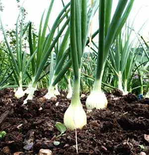 Ce să planteze după prova