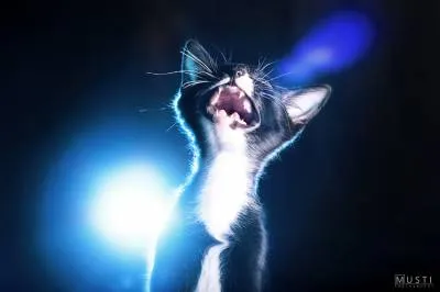 Ce este castrarea pisici