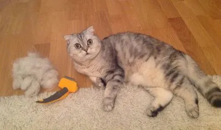 Ce este Furminators pentru pisici