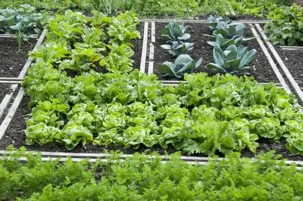 Ce să planteze în luna mai, luna mai pentru grădinar (luni) Ce să planteze în luna mai, luna mai pentru grădinar