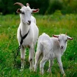 Câți ani locuiesc capra la domiciliu (acasă) Câți ani locuiesc capra la domiciliu