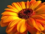 Flori Cannes - plantare și îngrijire, în creștere fotografie Canna; cum se păstrează Canna de iarnă; Eland acasă (flori) Flori Cannes - plantare și îngrijire, în creștere fotografie Canna; cum se păstrează Canna de iarnă; Eland acasă