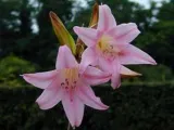 Flori Cannes - plantare și îngrijire, în creștere fotografie Canna; cum se păstrează Canna de iarnă; eland acasă (puieți) Flori Cannes - plantare și îngrijire, în creștere fotografie Canna; cum se păstrează Canna de iarnă; Eland acasă