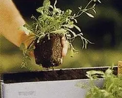 Flori din semințe