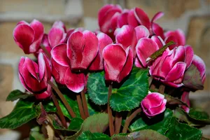 Cyclamen de îngrijire la domiciliu, flori, creșterea în creștere, transplantarea și udare (Foto) (condiții) Cyclamen de îngrijire la domiciliu, flori în creștere, de reproducere, transplantarea și udare (Foto)