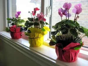 secrete Cyclamen de îngrijire la domiciliu pentru exigente planta (Cyclamen flori de îngrijire) secrete Cyclamen de îngrijire la domiciliu pentru exigente planta