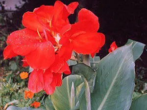 Flori Cannes - plantare și îngrijire, în creștere fotografie Canna; cum se păstrează Canna de iarnă; Eland acasă (de îngrijire) Flori Cannes - plantare și îngrijire, în creștere fotografie Canna; cum se păstrează Canna de iarnă; Eland acasă